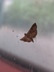 Hypolamprus ypsilon