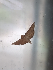 Hypolamprus ypsilon