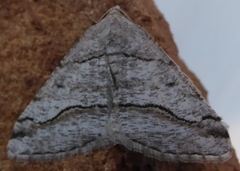 Digrammia pallorata
