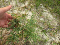Vaccinium darrowii image