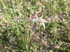 Rhynchospora latifolia