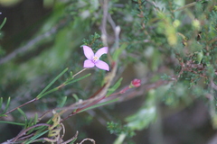 Boronia filifolia