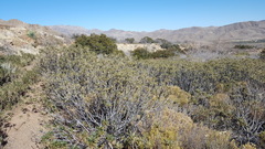 Eriodictyon trichocalyx lanatum