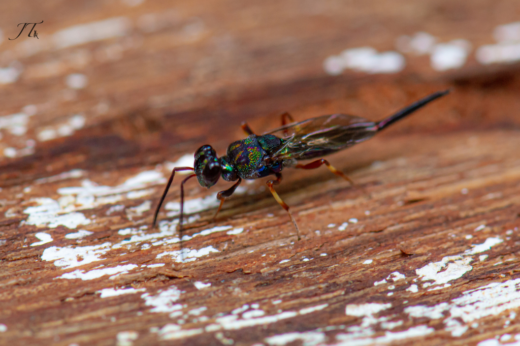 Balcha from Central Water Catchment, Singapore on May 22, 2021 at 02:48 ...