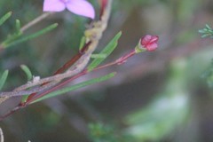 Boronia filifolia