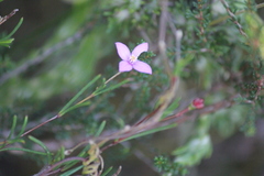 Boronia filifolia