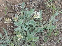 Astragalus parryi
