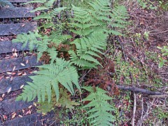 Hypolepis amaurorachis