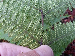 Hypolepis amaurorachis