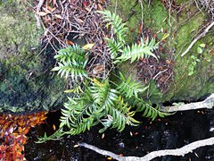 Asplenium scleroprium