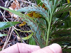 Asplenium scleroprium