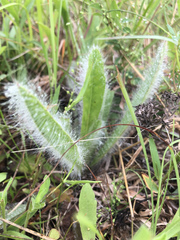 Hieracium longipilum