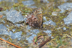 Callophrys lanoraieensis