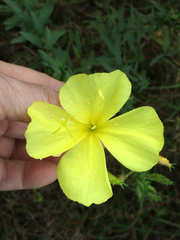 Oenothera heterophylla