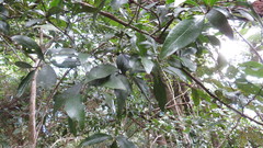 Denhamia celastroides