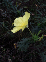 Oenothera heterophylla