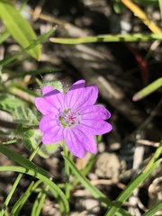 Geranium molle