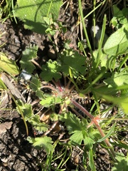 Geranium molle