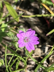 Geranium molle