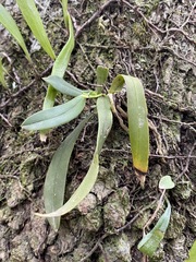 Sarcochilus