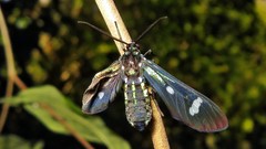 Leucotmemis nexa