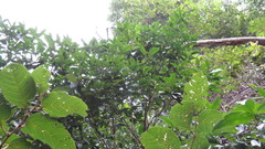 Denhamia celastroides