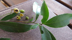 Denhamia celastroides