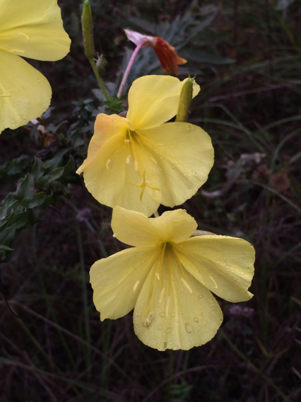 Oenothera heterophylla