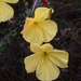 Oenothera heterophylla - Photo (c) Laura Clark,  זכויות יוצרים חלקיות (CC BY), uploaded by Laura Clark
