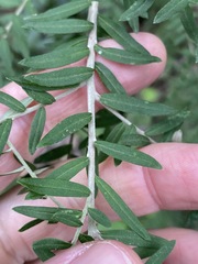 Ozothamnus rufescens