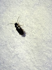 Stenolophus ochropezus