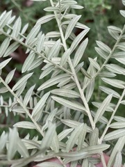 Ozothamnus rufescens