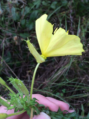 Oenothera heterophylla