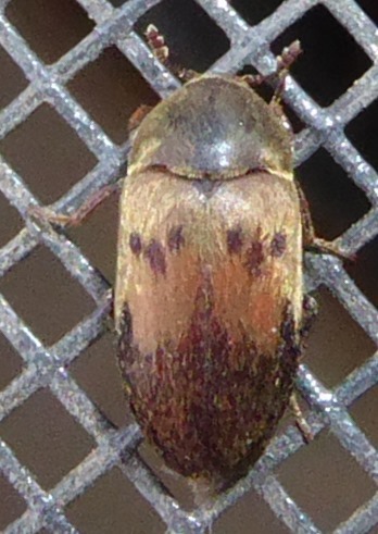 Marked Carpet Beetle