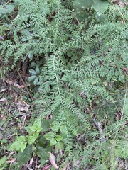 Ozothamnus rufescens