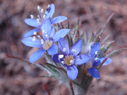 Image of Eriastrum virgatum by (c) Henrik Kibak, some rights reserved (CC BY)