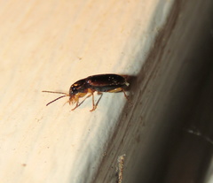 Stenolophus ochropezus