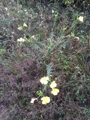 Oenothera heterophylla