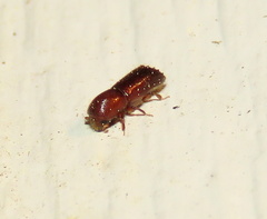 Xyleborus celsus