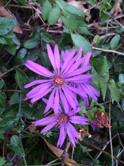 Symphyotrichum pratense