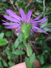 Symphyotrichum pratense