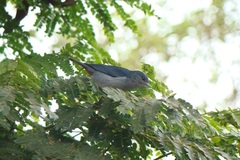 Conirostrum speciosum