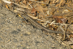 Sceloporus occidentalis