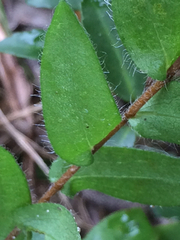 Symphyotrichum pratense
