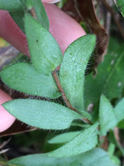 Symphyotrichum pratense