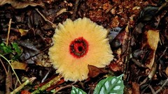 Abrachium floriforme