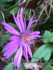 Symphyotrichum pratense