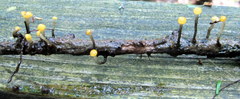Vibrissea truncorum image