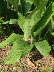 Curcuma