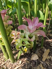 Curcuma